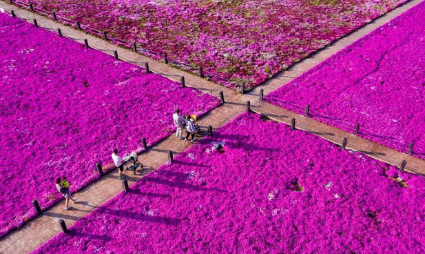 宁波江北：芝樱遍野美如画