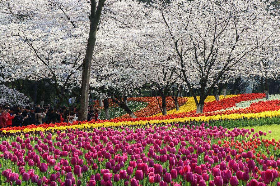 赏花经济 如何玩出新“花”样