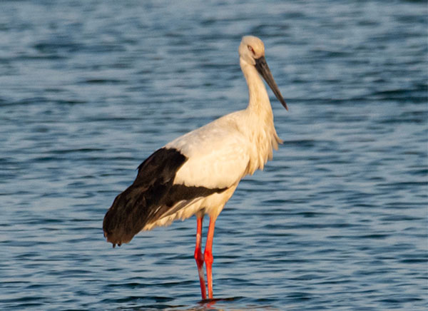黄海滩涂“来客”多 候鸟翩飞入画来