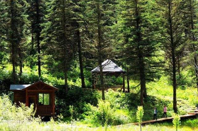 好生态带热健康游：走进森林深呼吸