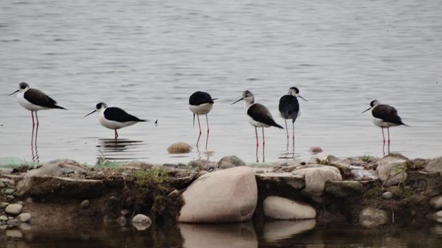 黄河流域济源段再添美景打卡地