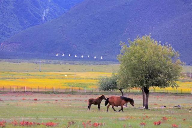 被秋天偏爱的香格里拉 正式进入最美季节