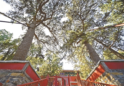 秋韵北京“云”赏古树