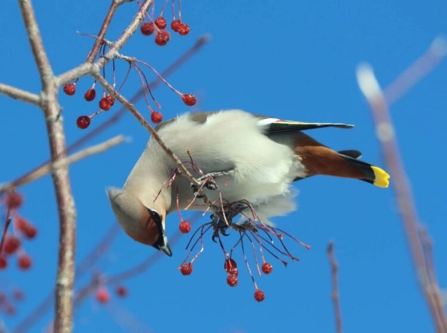 内蒙古阿尔山：精灵入“仙境”