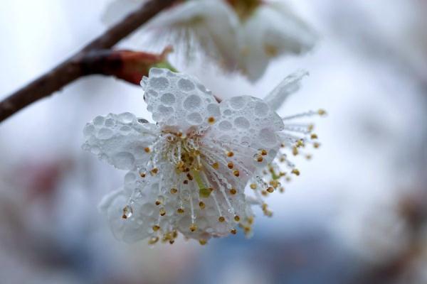 贵州毕节：樱桃花开春意浓