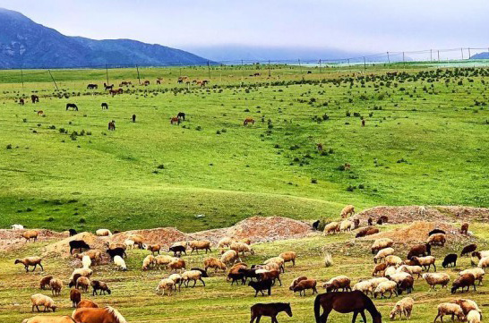 新疆乌孙山下草原生态美景醉游人