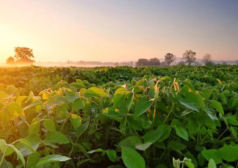 大豆田的高产“密码”——来自河南新乡获嘉县的调查