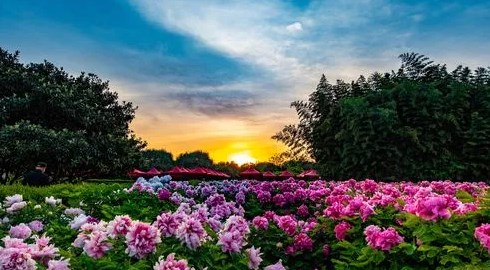 又到牡丹花开时（一朵花读懂一座城）