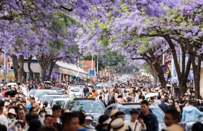 在云南邂逅“紫色浪漫”