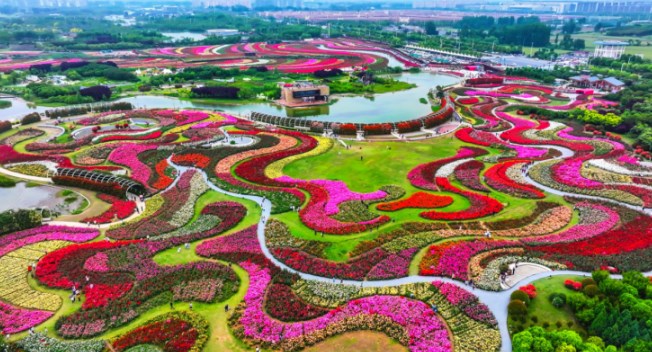 “花young月季 出彩南阳”火出圈的流量密码