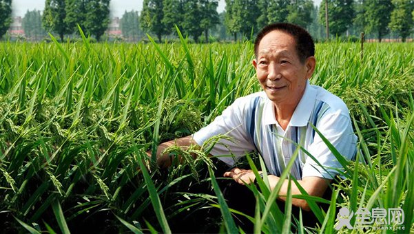 袁隆平再创奇迹：无污染的高营养海水稻试种成功