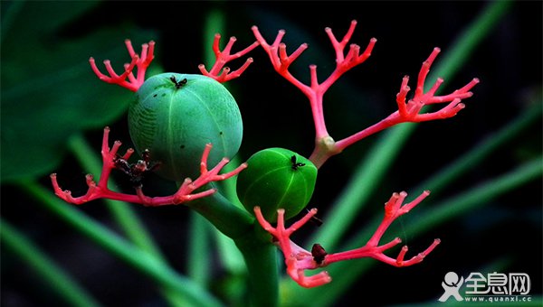 日本新研究称：吃醋之后的植物更加耐旱