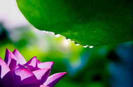 换种思路拍荷花