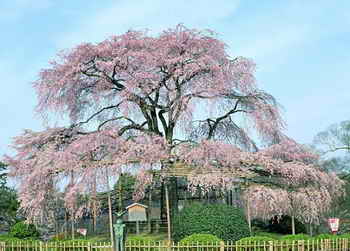 点击图片可在新窗口打开 怎样拍出樱花的娇艳