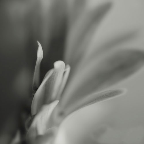 花卉摄影的抽象拍摄技法 花卉摄影的抽象拍摄技法