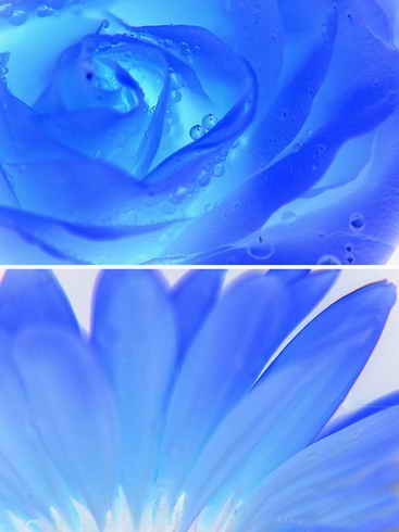 花卉摄影的抽象拍摄技法 花卉摄影的抽象拍摄技法