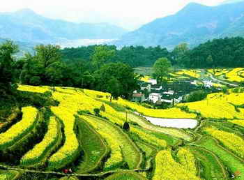 春天踏青 拍摄油菜花五要点