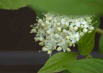 花卉摄影中背景的处理与光的运用