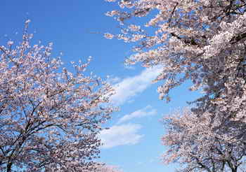 花卉摄影中背景的处理与光的运用