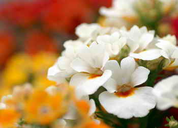 花卉摄影中背景的处理与光的运用