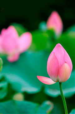 荷花拍摄技巧 荷花拍摄技巧