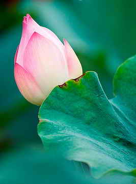 荷花拍摄技巧 荷花拍摄技巧