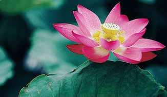 荷花拍摄技巧 荷花拍摄技巧