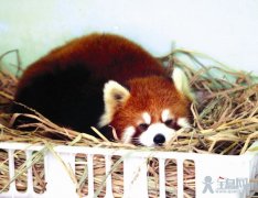 小动物怎样过冬