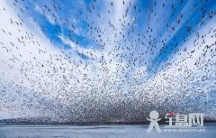 动物过冬资料大全