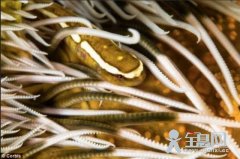 科学家利用世界最粘鱼研制家用超强力胶水(图)