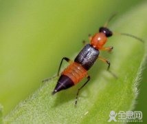 秋季应防“隐翅虫皮炎”