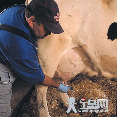 卫生部专家称牛初乳属生理异常乳 别盲目神话 