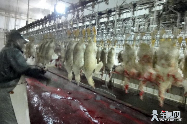 记者揭秘鹅肝生产：西方将血腥动物产品向中国转移