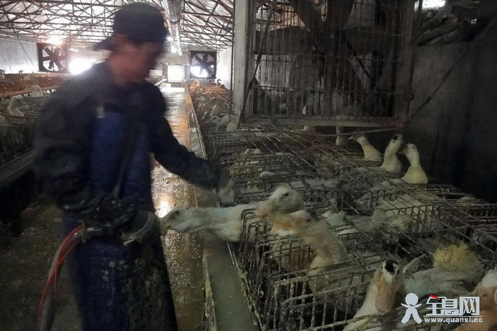 记者揭秘鹅肝生产：西方将血腥动物产品向中国转移