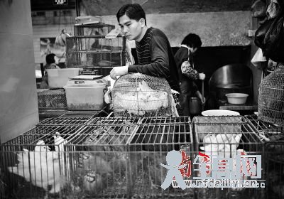 广东存在出现H7N9病原风险专家:勿滥服板蓝根